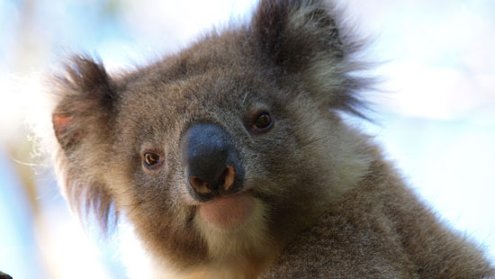 Koala