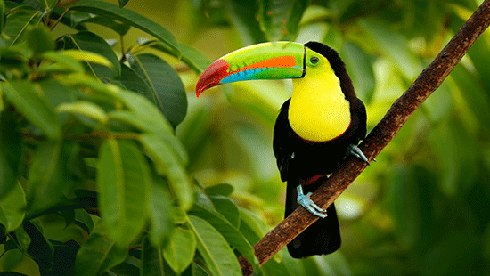 toucan