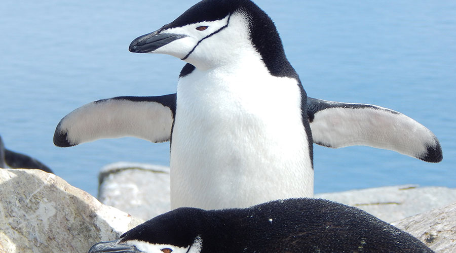 chin strap penguin