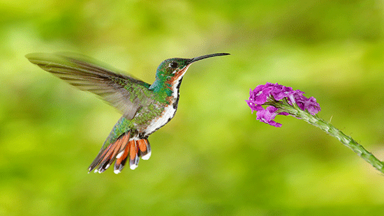 hummingbird