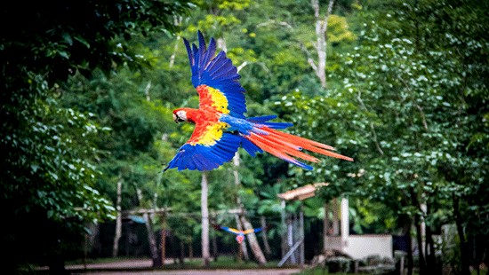 macaw