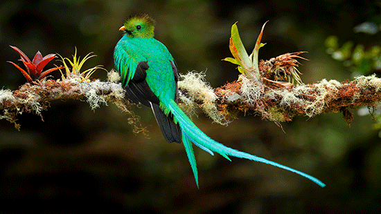 quetzal