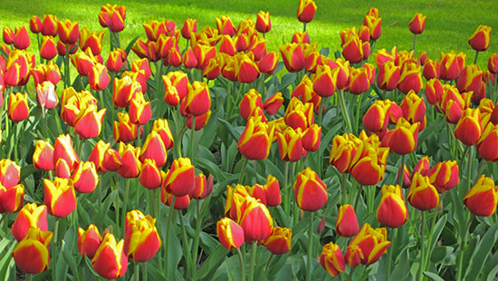 tulips