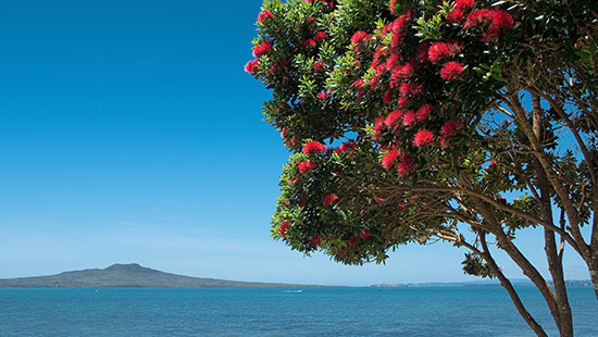 NewZealandChristmasTree