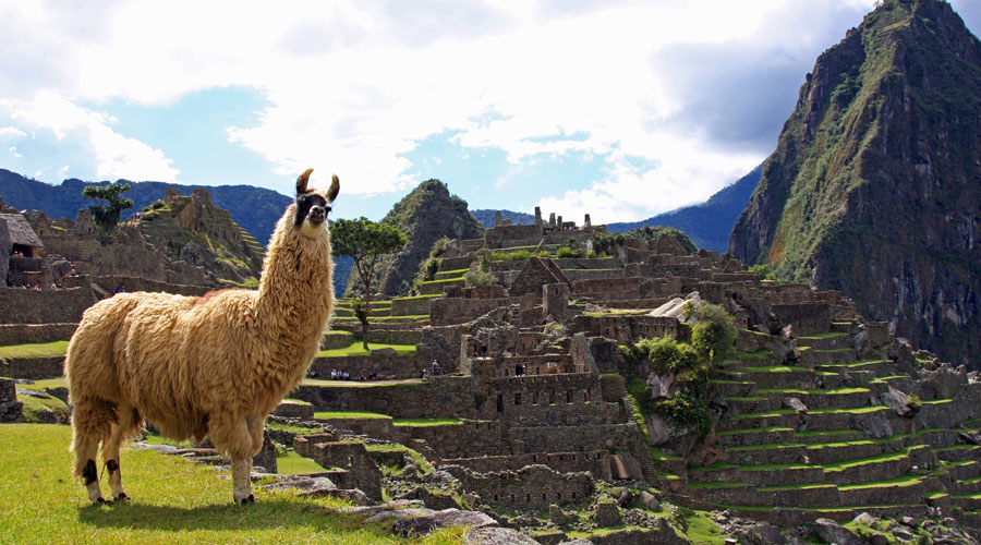 llama in Peru