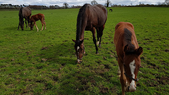 ireland national stud horses