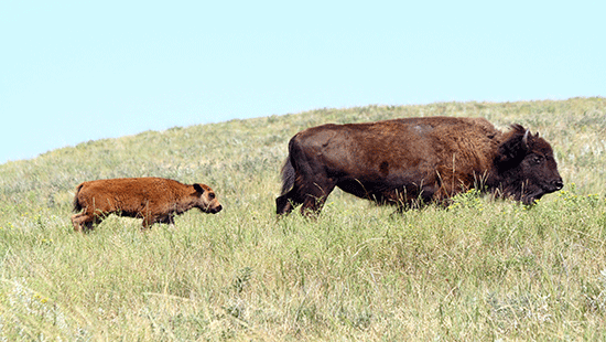 bison