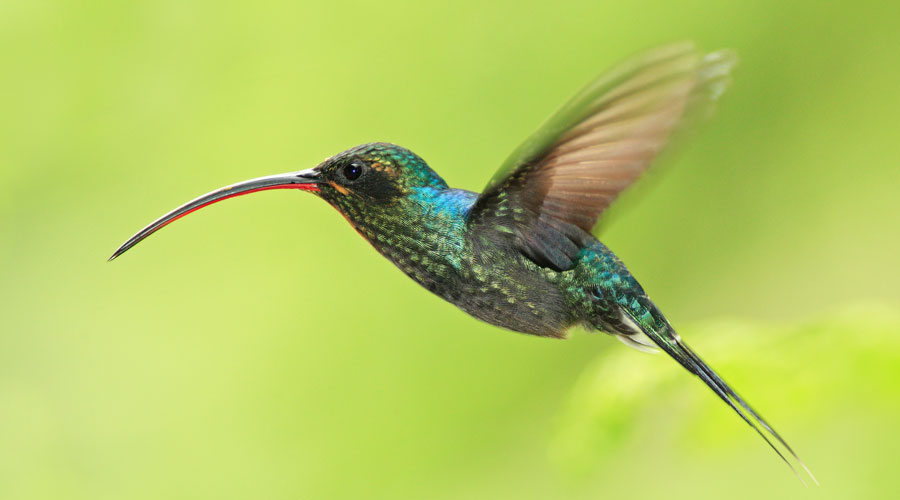 Hummingbird Costa Rica Hero