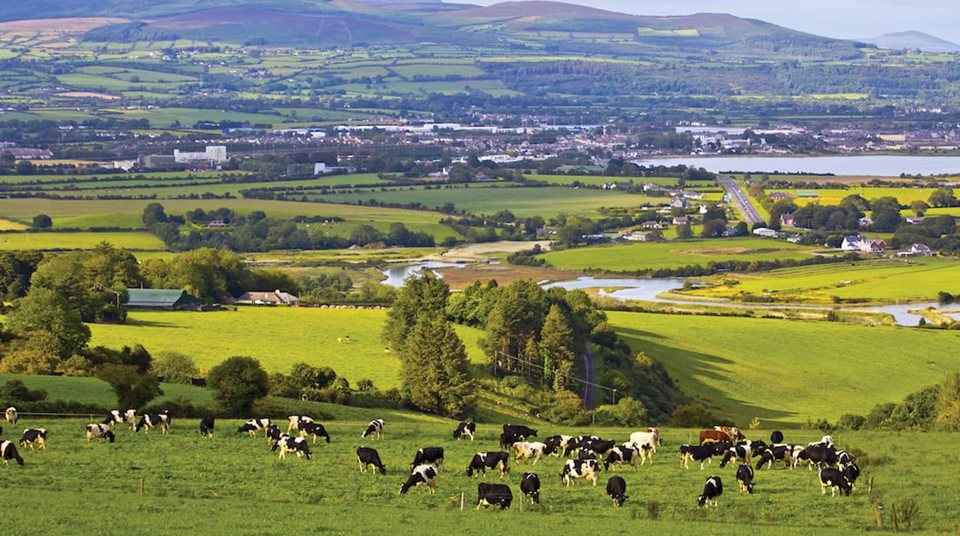 Cows graze on lush green fields atop a hill overlooking a sprawling patchwork of farms, a river, and distant mountains