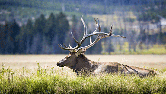 elk