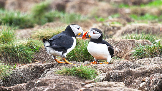 newfoundland atlantic puffins canada