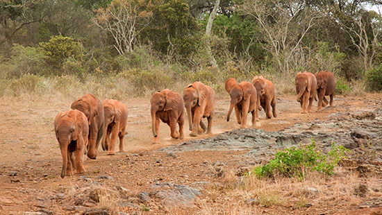 ElephantsKenyaAfrica