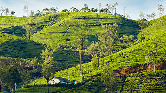 tea srilanka