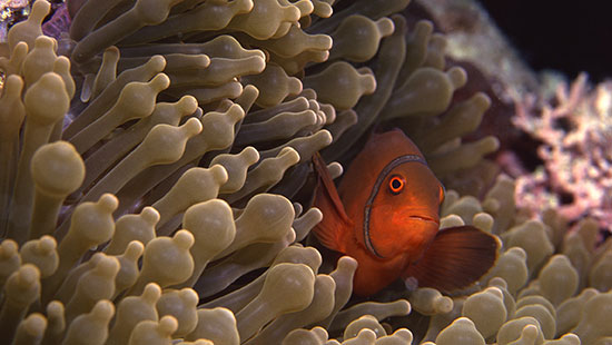Great Barrier Reef2