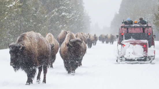 winter in Yellowstone