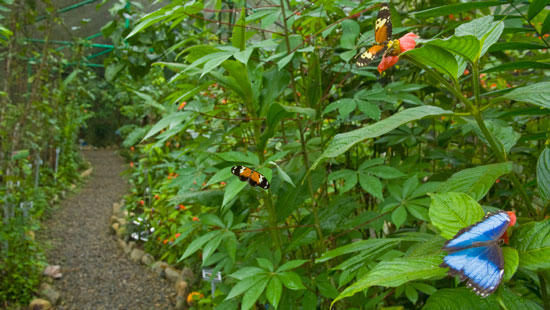 Panama butterflies