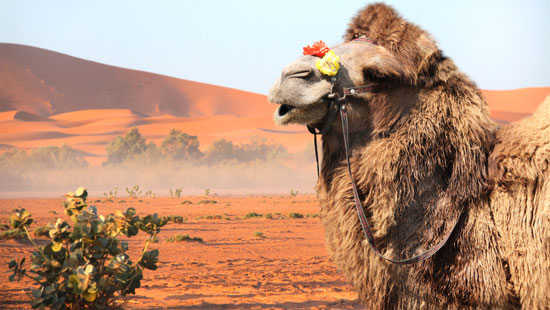 Camel in Morocco