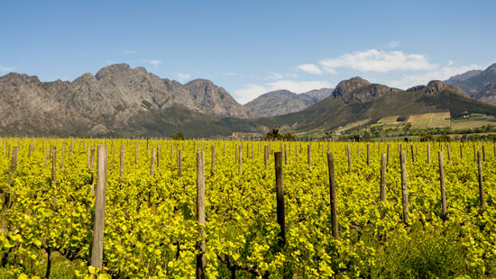Stellenbosch wine region