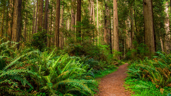 Redwood forest