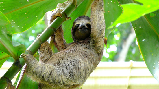 Costa Rica Sloth