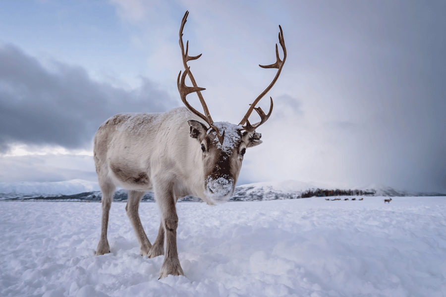 reindeer cover