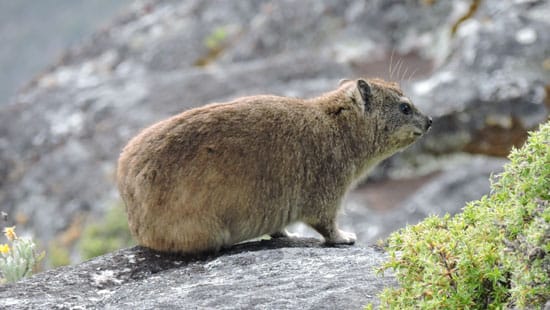 Table Mountain Dassie