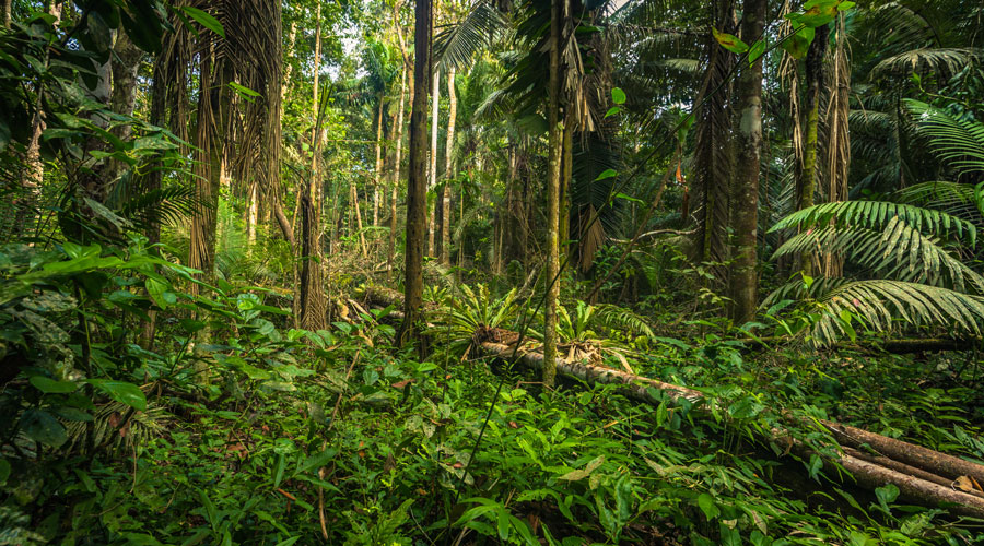amazon forest