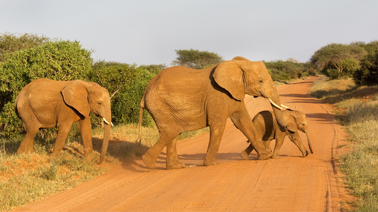 elephant blog