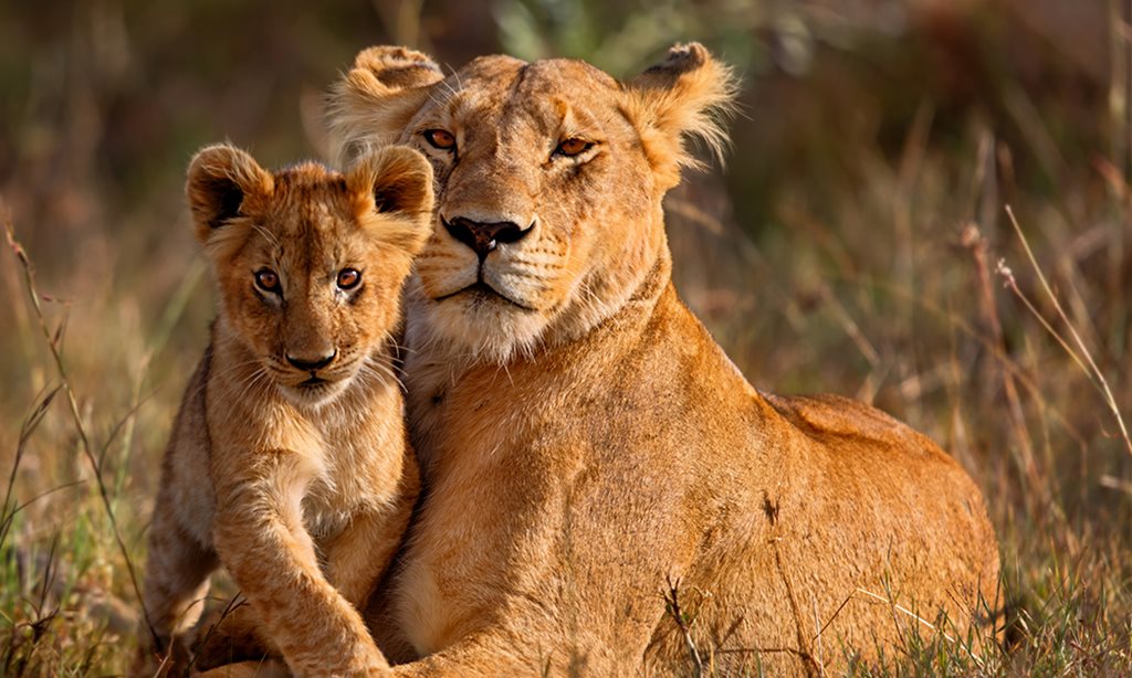 lionsdayblog