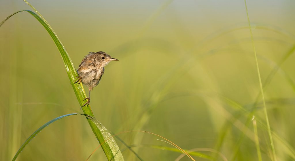 Low Country Marsh Wren 2