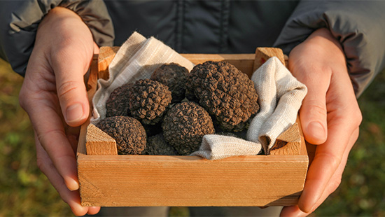 Essence France Truffle Hunt