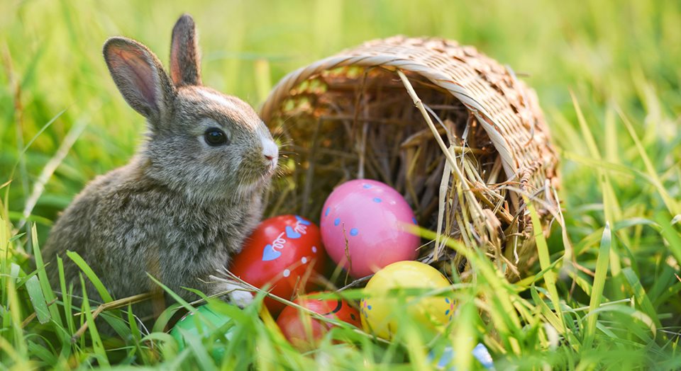 Easter bunny with basket of eggs