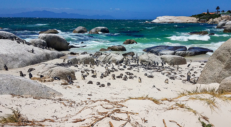 Penguins on Boulder Beach