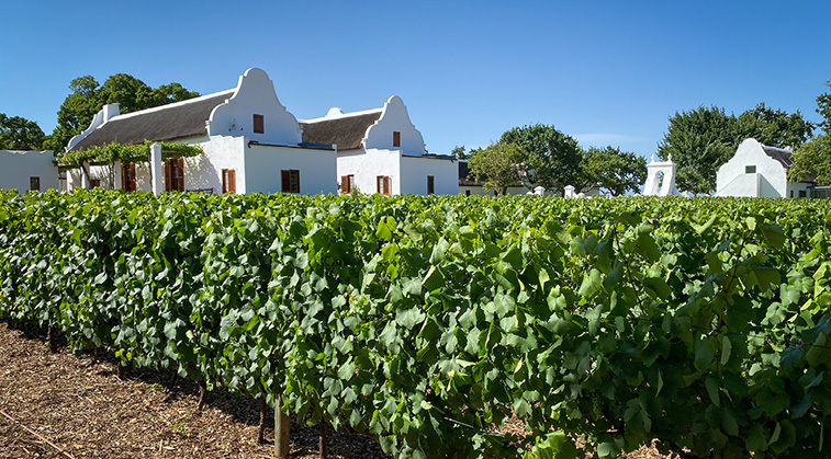 Winelands of South Africa