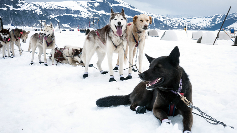 Alaska Blog Sep dog sledding