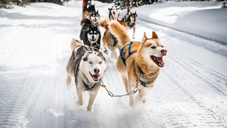 Alaska Blog Sep dog sledding