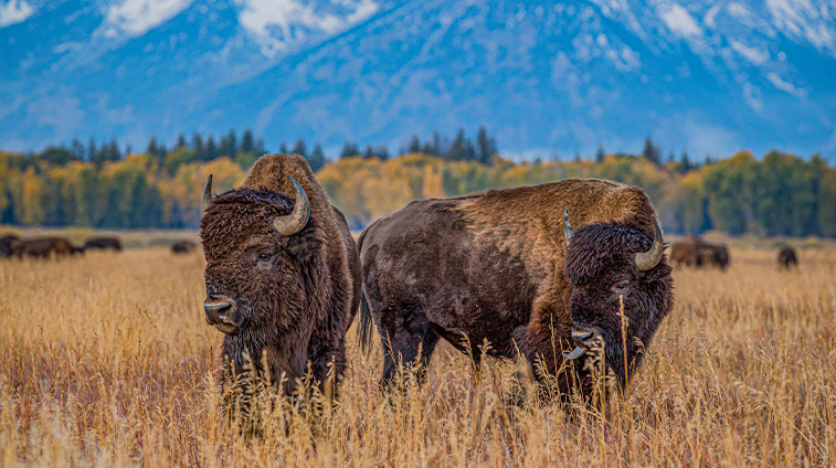 National Parks Jackson Hole