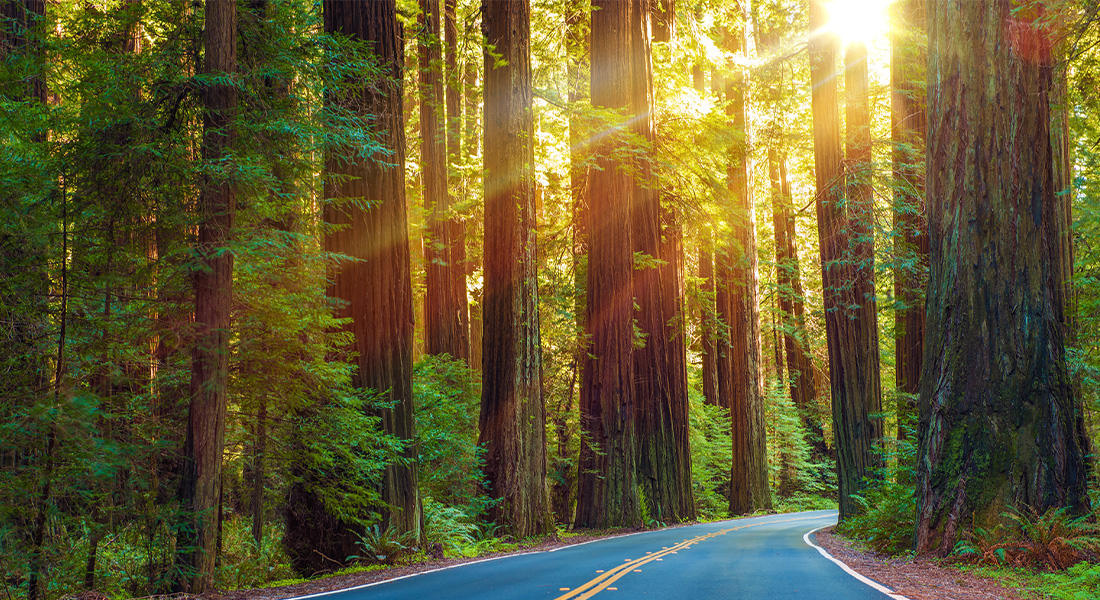 Blog 2 Redwoods
