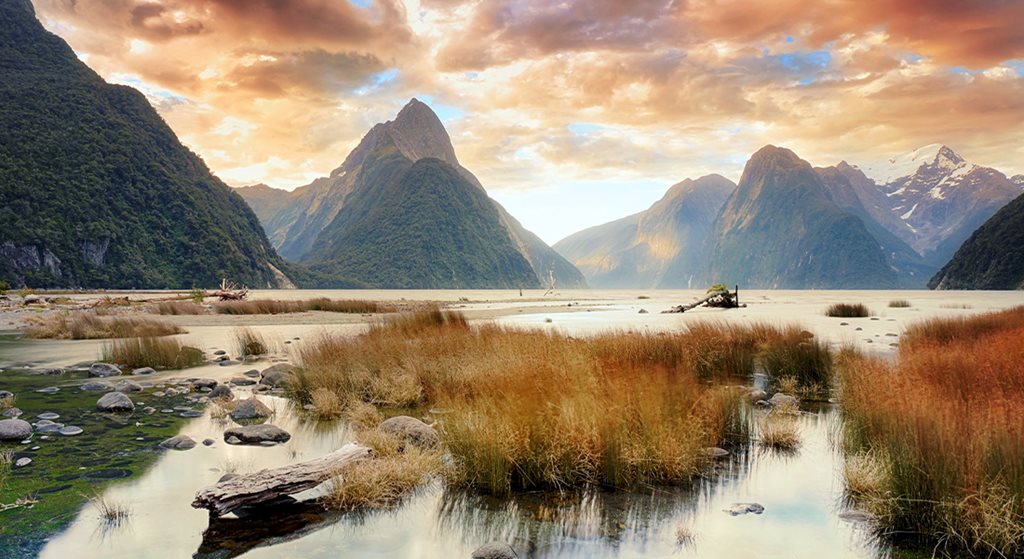 The Foliage Factor Cover NewZealand