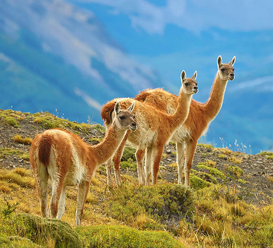 guanacos