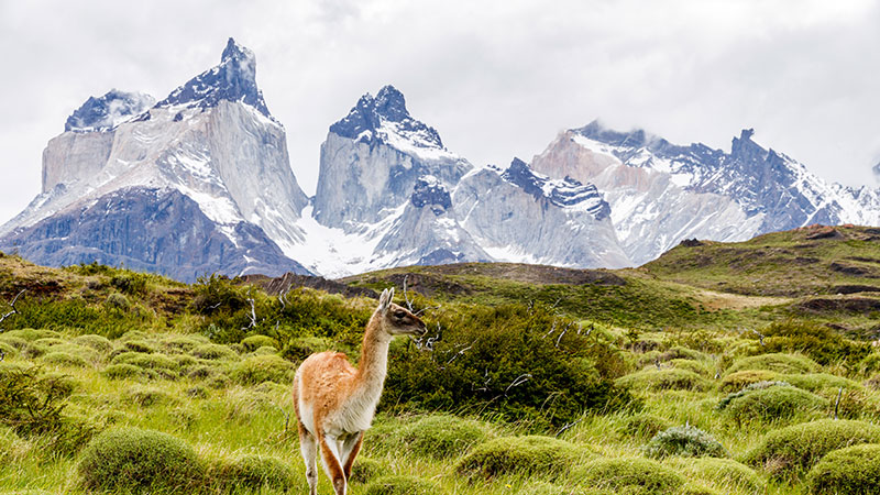 guanacos