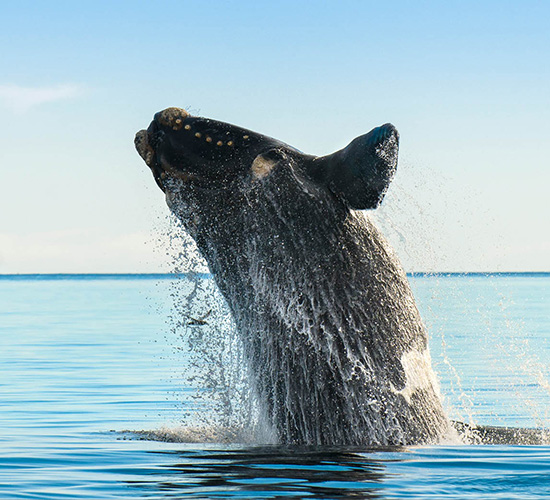 Patagonia Whale