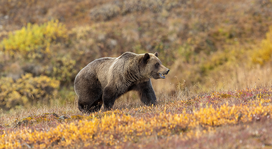 Bear in national park