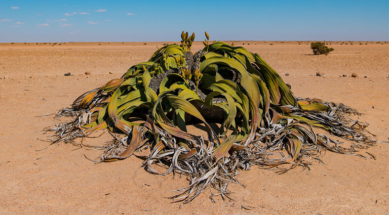 welwitschia mirabilis