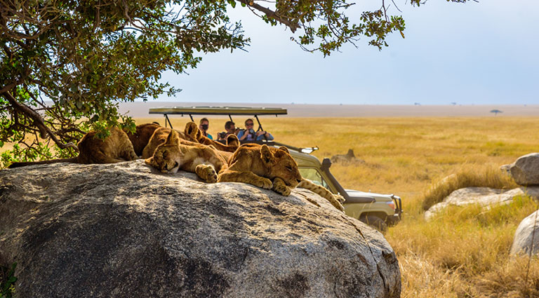 seven travel trends safari