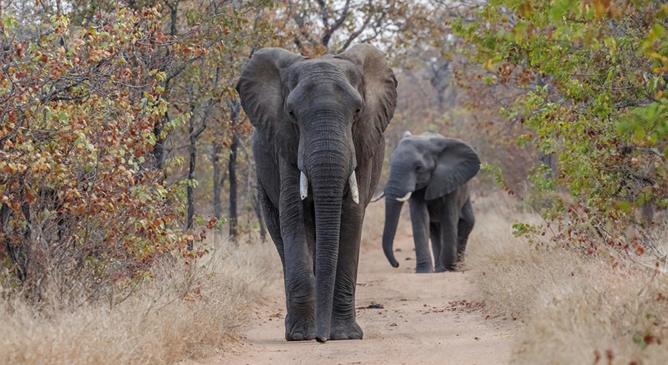 1 Two elephants walking on a dirt path