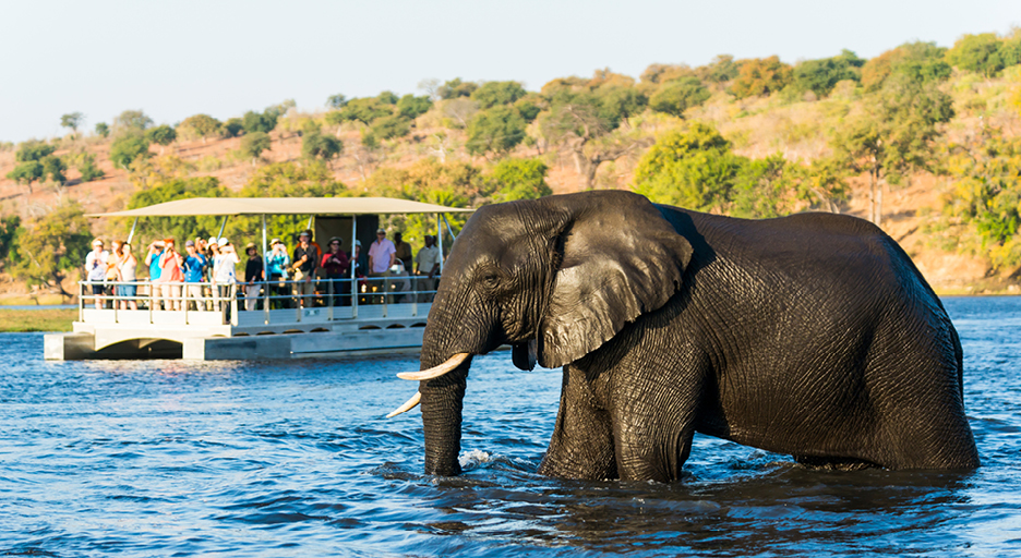 A safari boat watching an elephant wading in the water