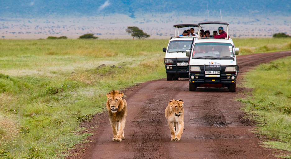 A male and female lion walking on a dirt road followed by two safari vehicles