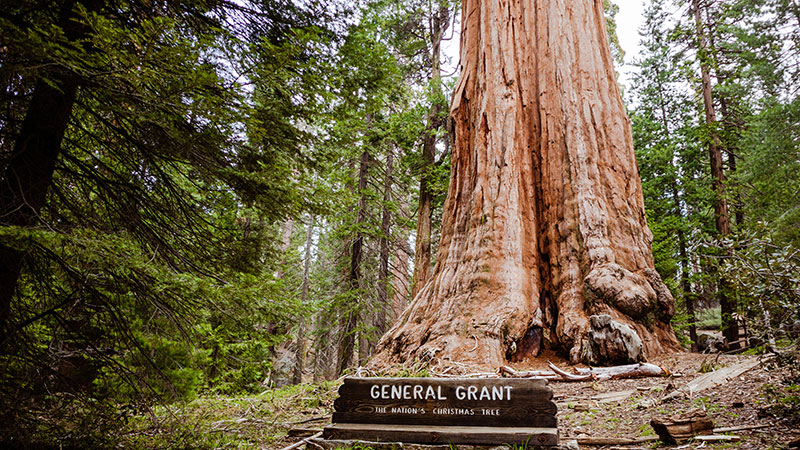 sequoia kings canyon grant tree