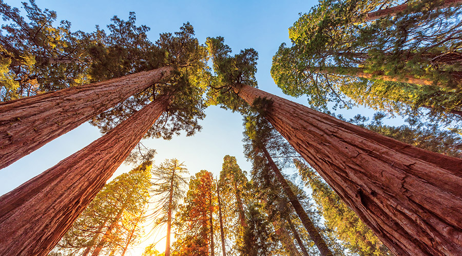 All about Sequoia and Kings National Park – What to See and Do